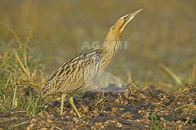 Great Bittern standing; Roerdomp staand stock-image by Agami/Jari Peltomäki,