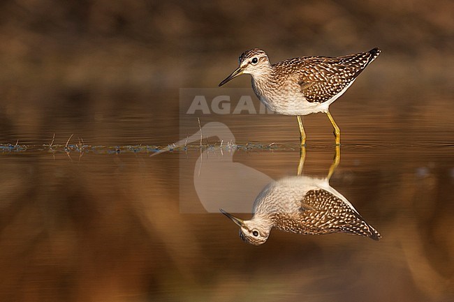 First-winter Wood Sandpiper (Tringa glareola) during autumn migration in Greece. stock-image by Agami/Ralph Martin,