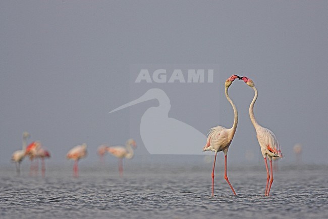 Flamingo in ondiep water; Greater Flamingo in shallow water stock-image by Agami/Menno van Duijn,