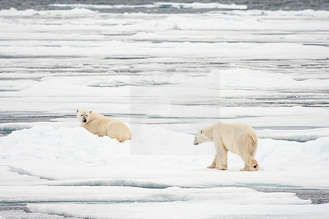Polar bears (Ursus maritimus) walking and lying in snow. stock-image by Agami/Caroline Piek,