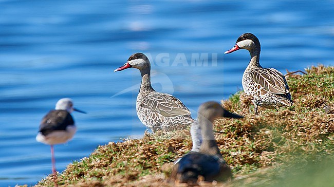 Red-billed Teal (Anas erythrorhyncha) pair against blue water as a background, South Africa stock-image by Agami/Tomas Grim,