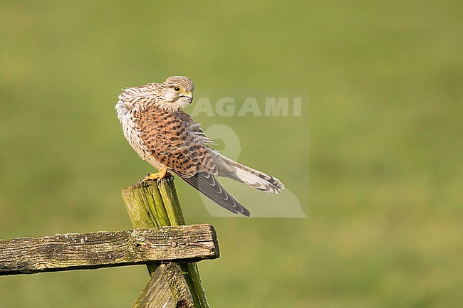 Torenvalk; Common Kestrel; stock-image by Agami/Walter Soestbergen,