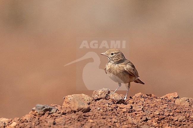 Bar-tailed Lark (Ammomanes cinctura) standing on the ground against orange rocks as background, in Praia, Cape Verde. stock-image by Agami/Sylvain Reyt,