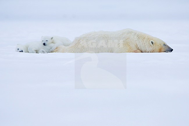 IJsbeer vrouw met jongen; Polar Bear mother with cubs stock-image by Agami/Pieter-Jan D'Hondt ,