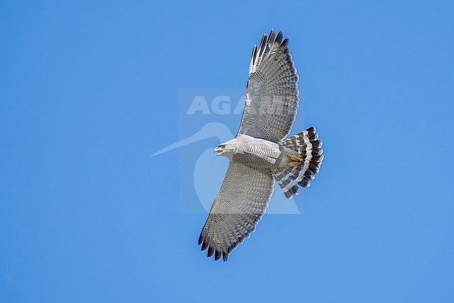 Adult 
Pima Co., AZ
April 2024 stock-image by Agami/Brian E Small,