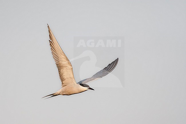 Oostelijke Visdief in vlucht boven Happy Island; (Siberian) Common Tern in flight above Happy Island, China stock-image by Agami/Marc Guyt,