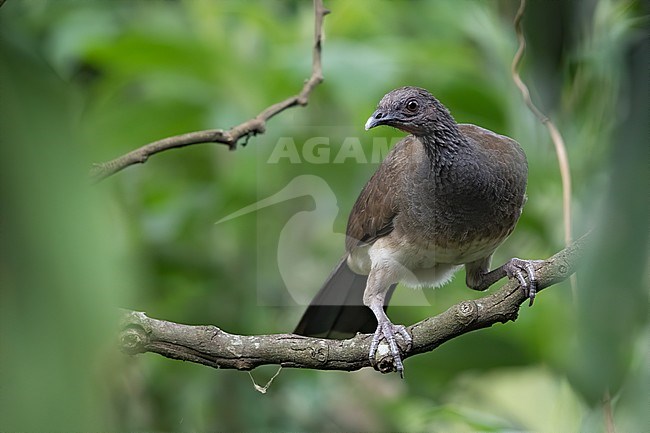 White-bellied Chachalaca (Ortalis leucogastra) perched on a branch in a rainforest in Guatemala. stock-image by Agami/Dubi Shapiro,