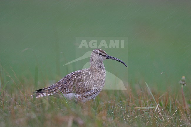 Regenwulp; Eurasian Wimbrel stock-image by Agami/Menno van Duijn,