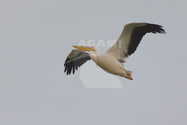 Volwassen Roze Pelikaan in de vlucht; Adult Great White Pelican in flight stock-image by Agami/Daniele Occhiato,