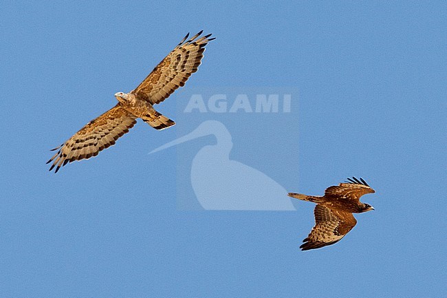 Oriental Honey Buzzard (Pernis ptilorhynchus orientalis), adult male (hybrid x Honey Buzzard) and juvenile in flight showing underparts stock-image by Agami/Saverio Gatto,