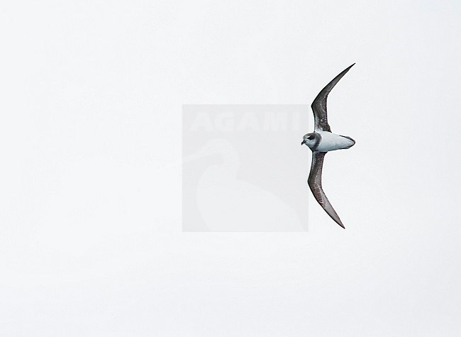 Soft-plumaged Petrel, Pterodroma mollis, in flight over the southern Atlantic ocean. stock-image by Agami/Marc Guyt,