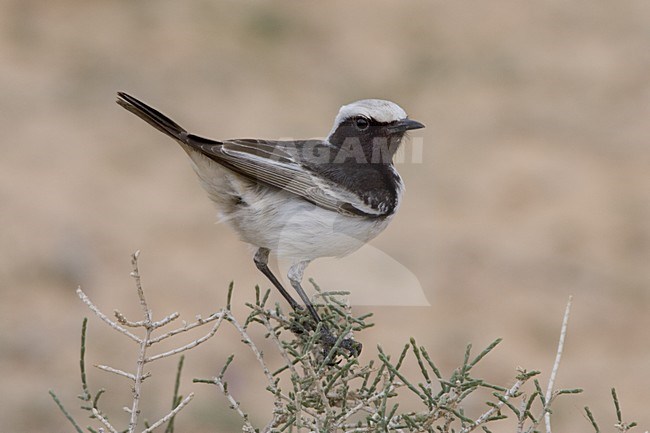 Red-rumped Wheatear male perched on bush, Roodstuittapuit mannetje zittend op struik stock-image by Agami/Daniele Occhiato,
