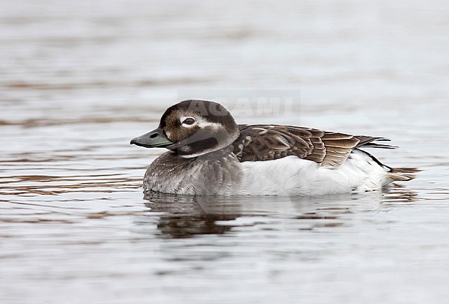 Adult female breeding
Nome, AK
June 2009 stock-image by Agami/Brian E Small,