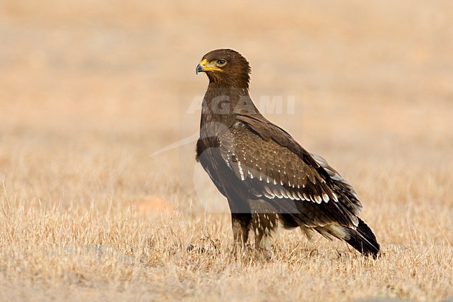 Schreeuwarend in zit; Lesser Spotted Eagle perched on the ground stock-image by Agami/Daniele Occhiato,