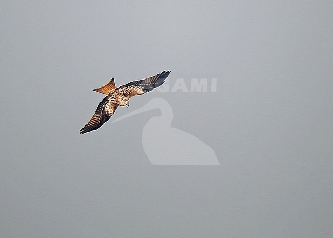 First-winter Red Kite (Milvus milvus) in flight during autumn migration in the Netherlands, showing upperwing. stock-image by Agami/Ran Schols,