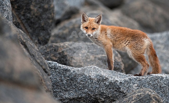 Jonge Vos op de pier van IJmuiden, Red Fox young at jetty of IJmuiden stock-image by Agami/Marten van Dijl,