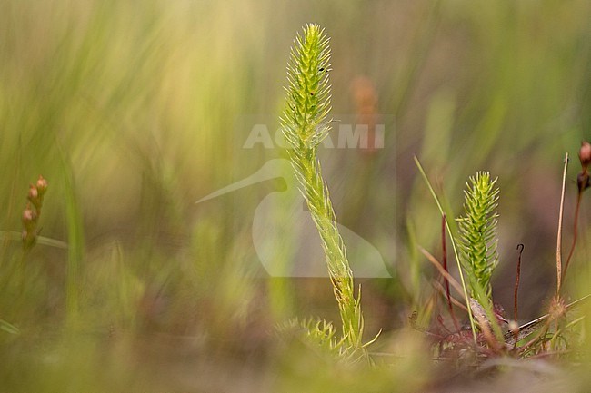 Marsh Clubmoss, Lycopodiella inundata stock-image by Agami/Wil Leurs,