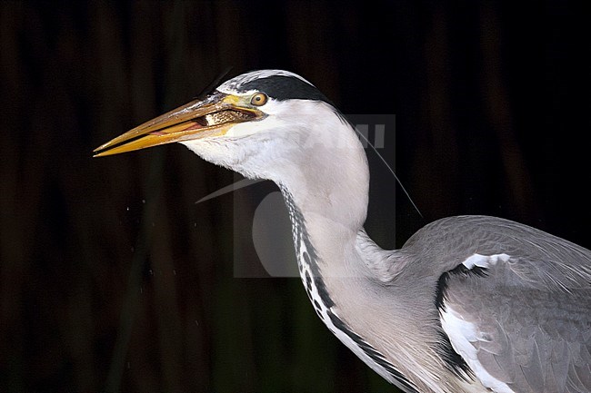 Blauwe Reiger met vis in bek; Grey Heron with fish in beak stock-image by Agami/Marc Guyt,
