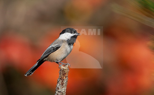 Black-capped Chickadee (Poecile atricapillus) perched on a branch with autumn-colored background at Cape Cod, USA stock-image by Agami/Helge Sorensen,