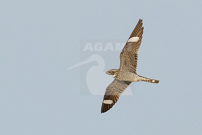 Adult male Common Nighthawk (Chordeiles minor) in flight during daytime over Deschutes County, Oregon, USA, in late summer. stock-image by Agami/Brian E Small,