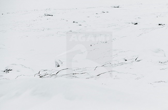 Moerassneeuwhoen in de sneeuw, Willow Ptarmigan in snow stock-image by Agami/Markus Varesvuo,