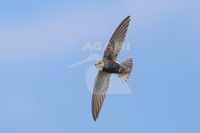 Plain Swift (Apus affinis) flying against blue sky in Namibia. stock-image by Agami/Marcel Burkhardt,