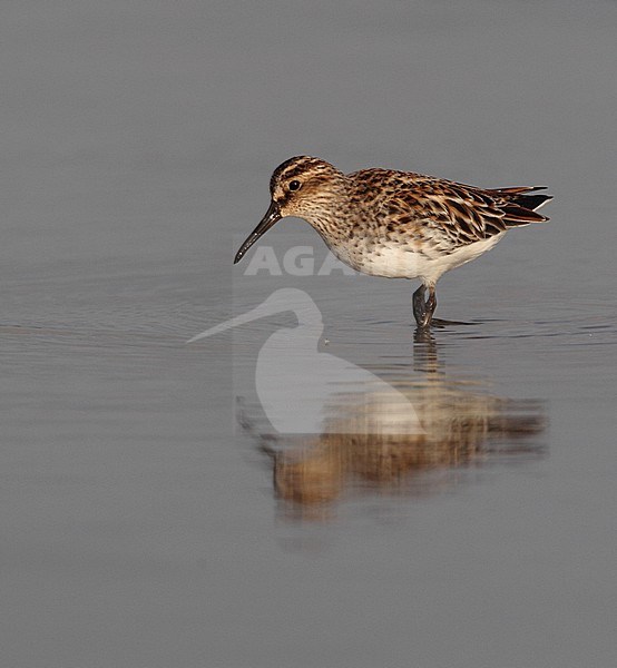 Eastern Broad-billed Sandpiper (Limicola falcinellus sibirica) in summer plumage at Khok Kham in Thailand. stock-image by Agami/Helge Sorensen,