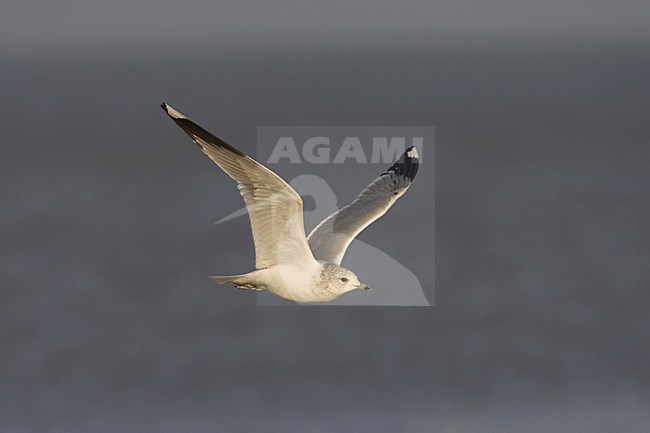 Stormmeeuw in de vlucht; Mew Gull in flight stock-image by Agami/Arie Ouwerkerk,