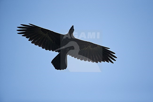 An adult Thick-billed Raven (Corvus crassirostris) in flight photographed from below agianst the blue sky stock-image by Agami/Mathias Putze,
