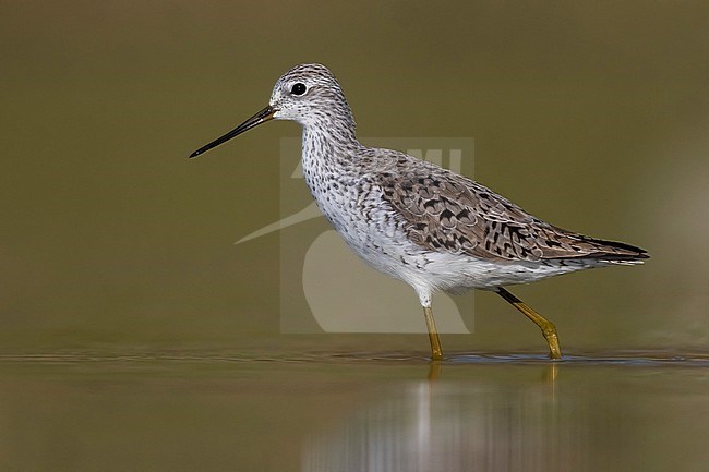 Marsh Sandpiper (Tringa stagnatilis) in Italy. stock-image by Agami/Daniele Occhiato,