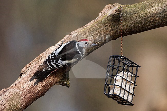 Middelste Bonte Specht man foeragerend bij vetbol; Middle Spotted Woodpecker male foraging at bird feeder stock-image by Agami/Harvey van Diek,