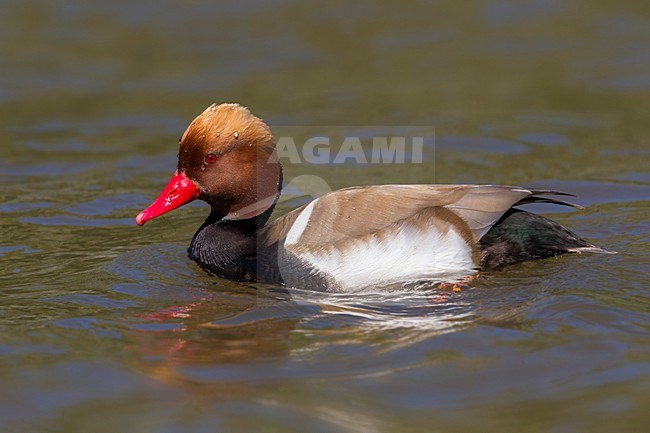 Mannetje Krooneend, Red-crested Pochard male stock-image by Agami/Daniele Occhiato,