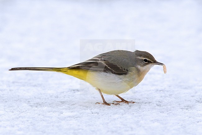 Grote Gele Kwikstaart foeragerend in winter; Grey Wagtail foraging in winter stock-image by Agami/Daniele Occhiato,