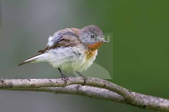 Kleine Vliegenvanger; Red-breasted Flycatcher stock-image by Agami/Daniele Occhiato,