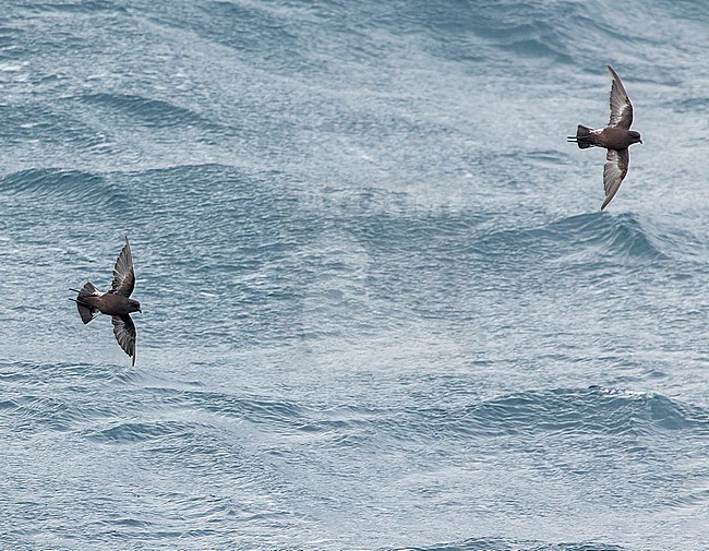 Fuegian Storm Petrel (Oceanites (oceanicus) chilensis) in southern Argentina. stock-image by Agami/Martijn Verdoes,