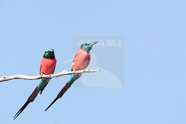 Noordelijke Karmijnrode Bijeneters in kale boom, Northern Carmine Bee-eaters at tree stock-image by Agami/Wil Leurs,