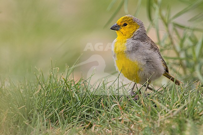 Citron-headed Yellow-Finch (Sicalis luteocephala) feeding on the ground in Argentina stock-image by Agami/Dubi Shapiro,