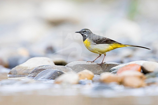 Grey Wagtail - Gebirgsstelze - Motacilla cinerea ssp. cinerea, Germany stock-image by Agami/Ralph Martin,