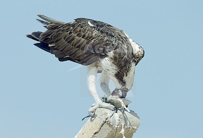 Visarend, Osprey (Pandion haliaetus) stock-image by Agami/Dick Forsman,