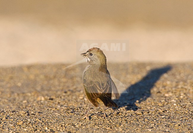 Groenstaarttowie; Green-tailed Towhee stock-image by Agami/Marc Guyt,