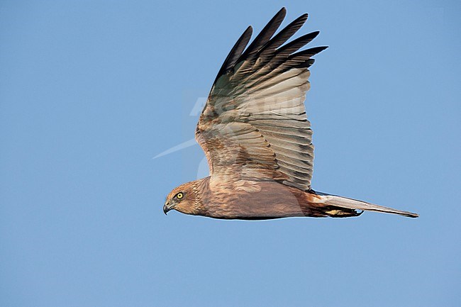 Marsh Harrier (Circus aeruginosus), side view of an adult male in flight, Campania, Italy stock-image by Agami/Saverio Gatto,