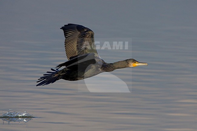 Aalscholver in de vlucht; Great Cormorant in flight stock-image by Agami/Daniele Occhiato,