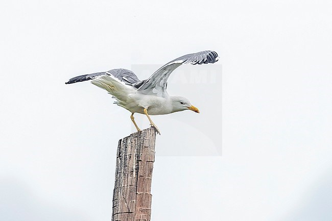 Open wing adult Steppe Gull perched on a post in Rebristyy near Ekaterinburg, Russia. June 12, 2016. stock-image by Agami/Vincent Legrand,