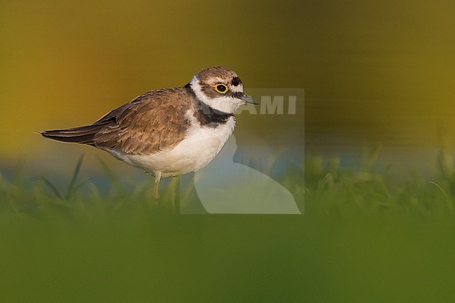 Adult Little Ringed Plover, Charadrius dubius, in Italy during early autumn migration. stock-image by Agami/Daniele Occhiato,