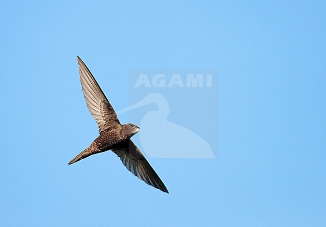 Common Swift (Apus apus) in the Netherlands. In flight. stock-image by Agami/Ran Schols,