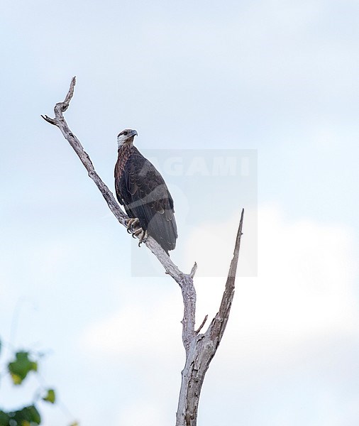 Critically endangered Madagascan Fish Eagle (Haliaeetus vociferoides), also known as Madagascar Sea-Eagle, perched in a tree along the edge of a freshwater lake in Ankarafantsika National Park. One of the rarest birds on Earth stock-image by Agami/Marc Guyt,