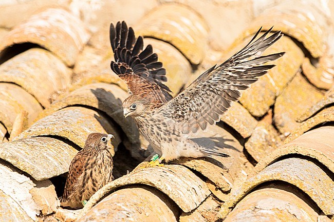 Lesser Kestrel (Falco naumanni) in Spain. Two juvenile falcons on the roof of an old barn. stock-image by Agami/Oscar Díez,