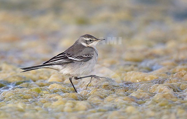 First-winter Eastern Yellow Wagtail (Motacilla tschutschensis) walking on the ground in England. stock-image by Agami/Michael McKee,