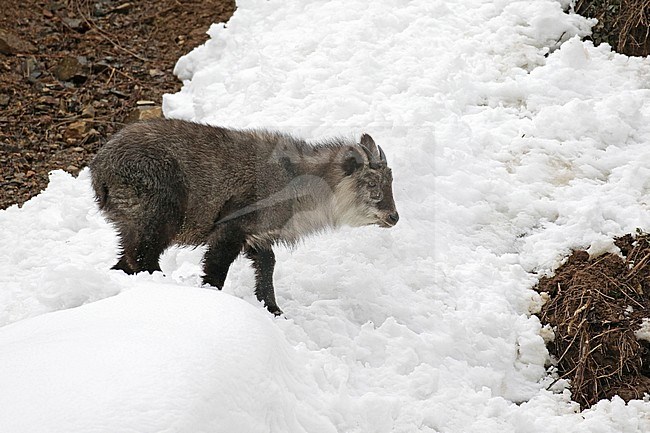 Japanese serow (Capricornis crispus) in the snow stock-image by Agami/Pete Morris,