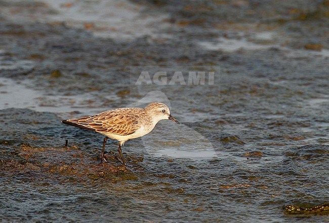 First winter Red-necked Stint (Calidris ruficollis) with reddish plumage stock-image by Agami/Edwin Winkel,